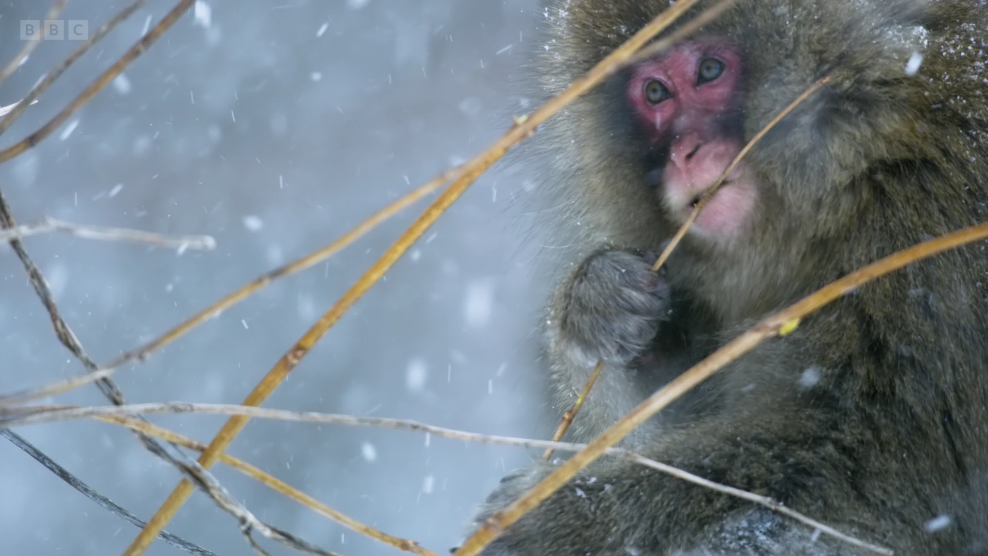 Japanese macaque (Macaca fuscata fuscata) as shown in Frozen Planet II - Frozen Peaks